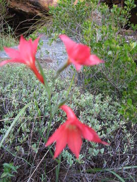 Imagem de Gladiolus priorii (N. E. Br.) Goldblatt & M. P. de Vos