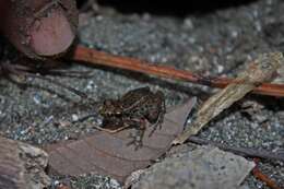 Image of Greenhouse Frog