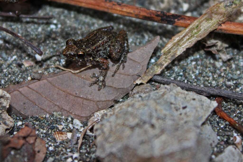 Image of Greenhouse Frog