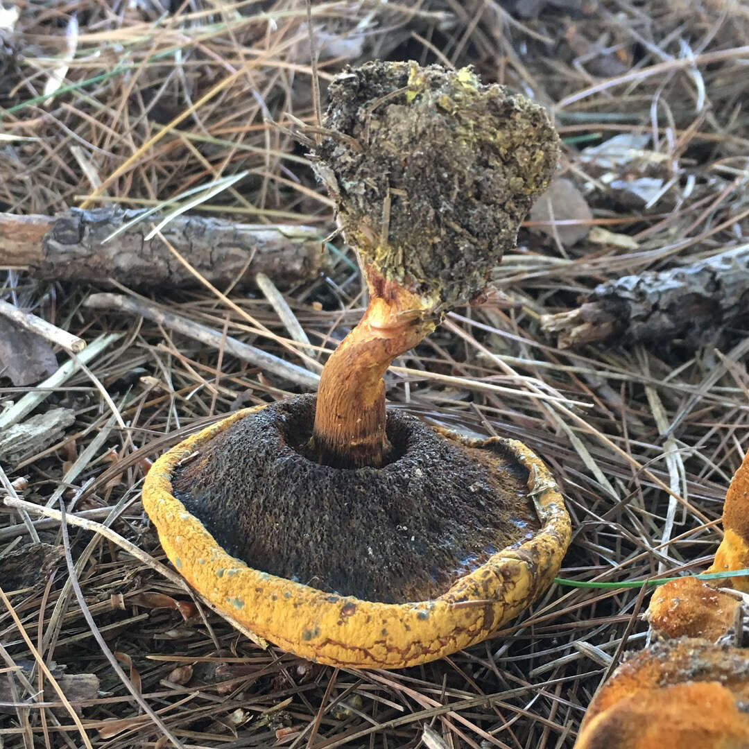 Imagem de Buchwaldoboletus lignicola (Kallenb.) Pilát 1969