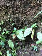 Image of Begonia parviflora Poepp. & Endl.