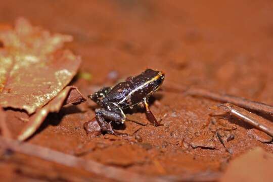 Image of Robber frog