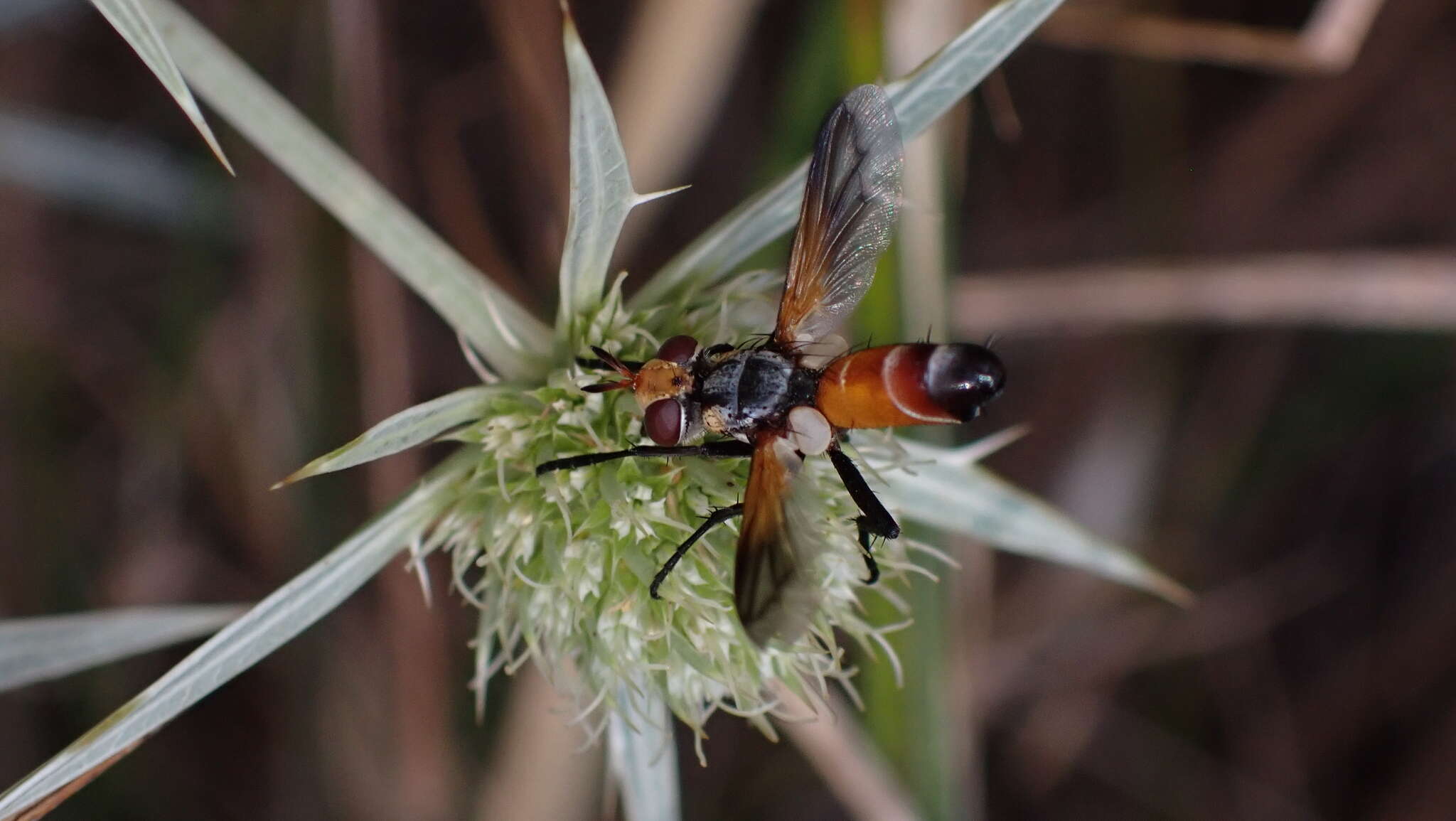 Image de Cylindromyia rufifrons (Loew 1844)