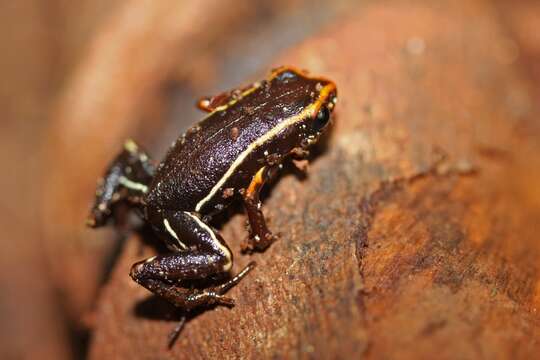 Image of Robber frog