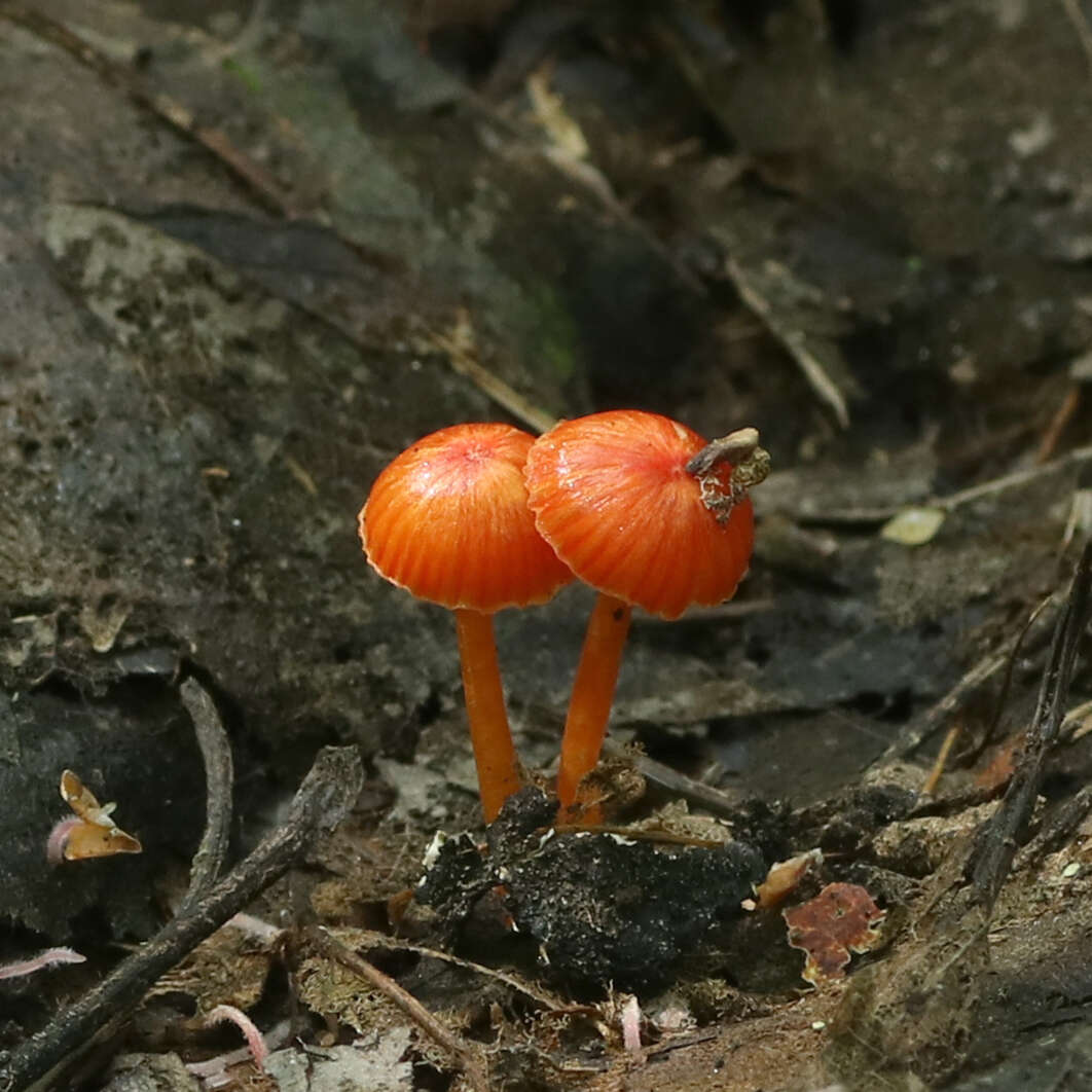 Image of Hygrocybe minutula (Peck) Murrill 1916