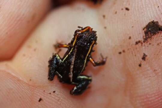 Image of Robber frog