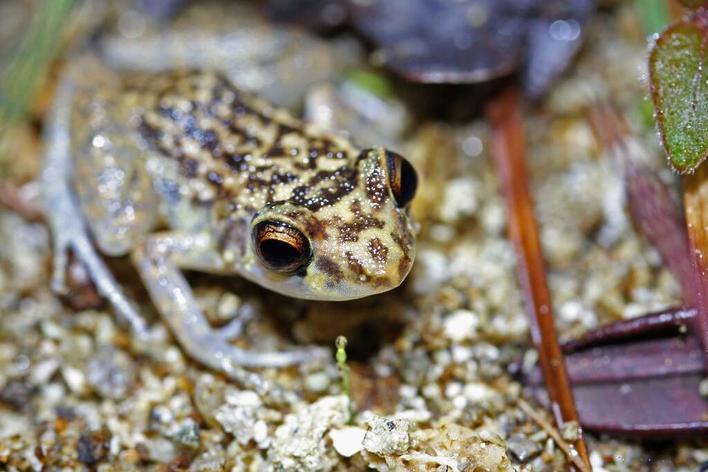 Image of Robber frog