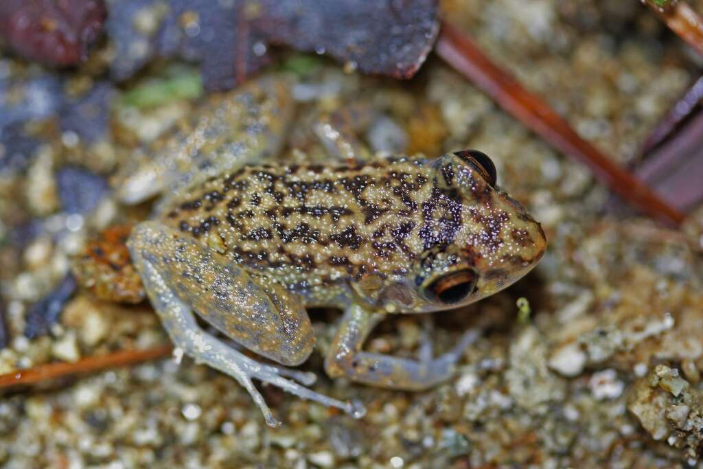 Image of Robber frog