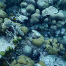 山形星珊瑚的圖片