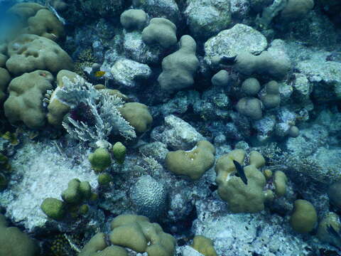 Image de Corail étoilé massif