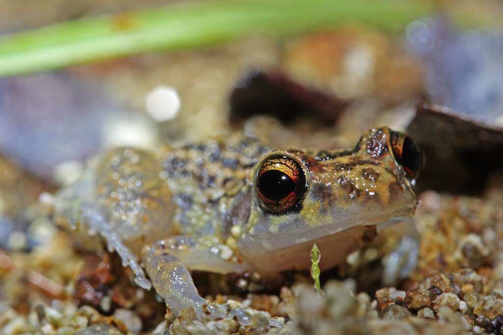 Image of Robber frog