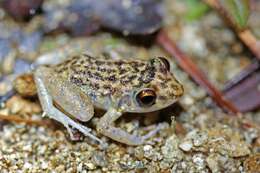 Image of Robber frog