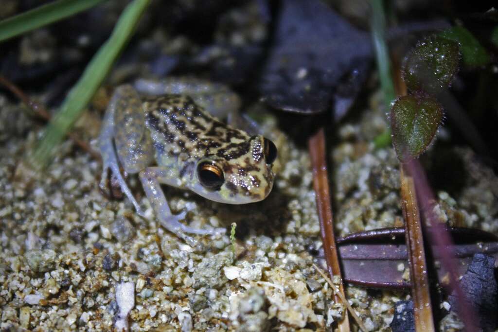 Image of Robber frog