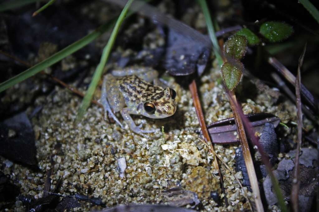 Image of Robber frog