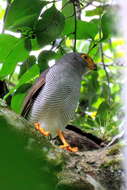 Image of Barred Forest Falcon