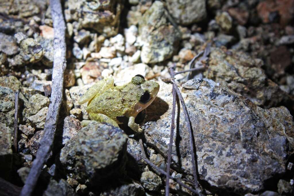 Image of Juventud Robber Frog