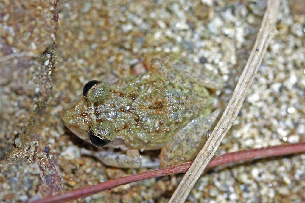 Image of Juventud Robber Frog
