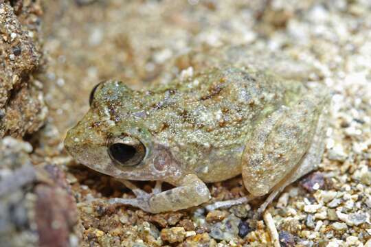 Image of Juventud Robber Frog