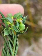 Image of Euphorbia genistoides P. J. Bergius