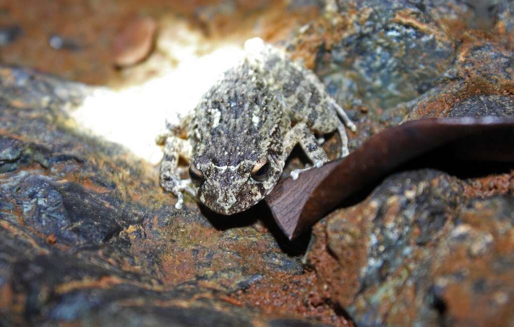 Image of Juventud Robber Frog