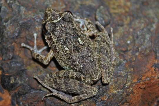 Image of Juventud Robber Frog