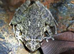 Image of Juventud Robber Frog