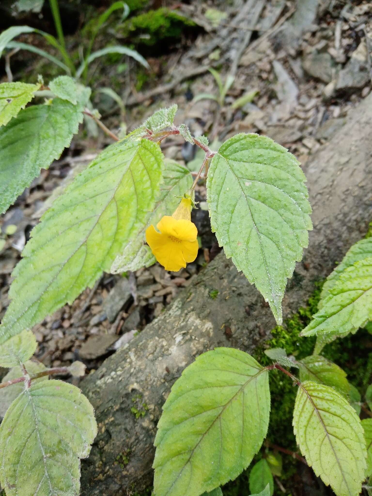 Imagem de Achimenes flava C. V. Morton