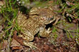 Image of Natterjack toad