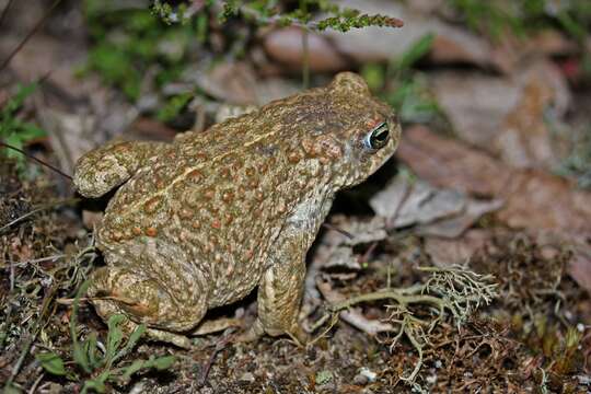 Image of Natterjack toad