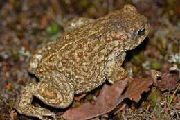 Image of Natterjack toad