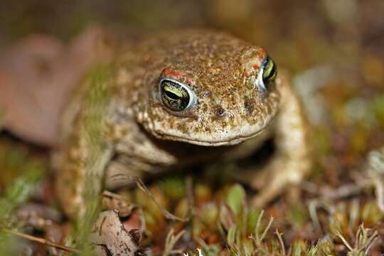 Image of Natterjack toad