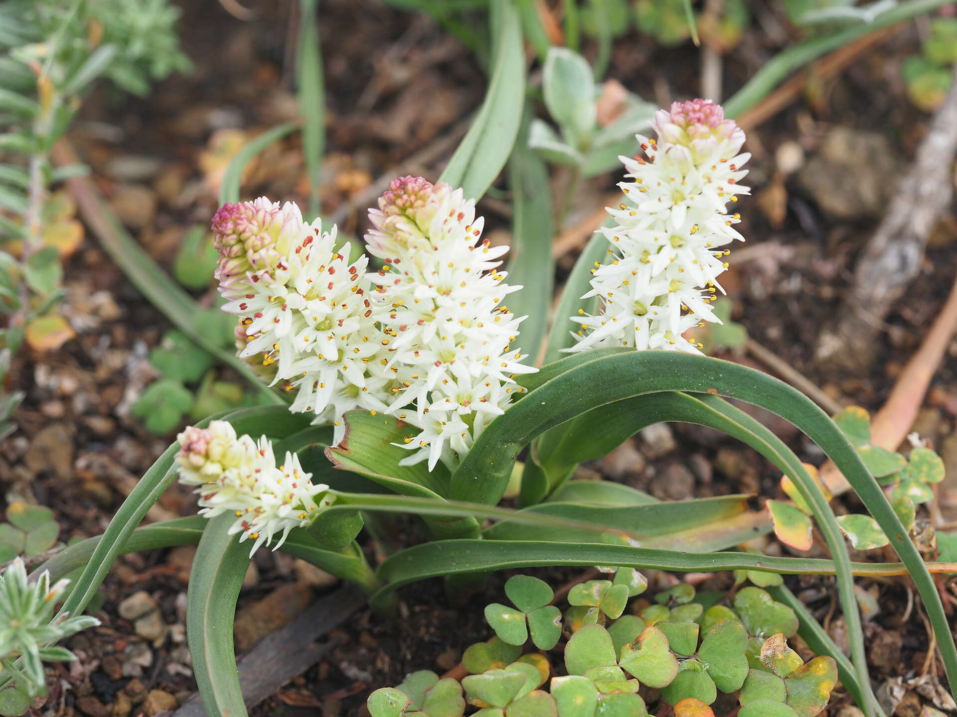 Image of Wurmbea spicata (Burm. fil.) T. Durand & Schinz