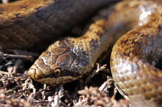 Image of Smooth Snakes