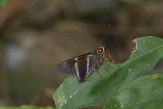 Image of Alera haworthiana Swainson 1821