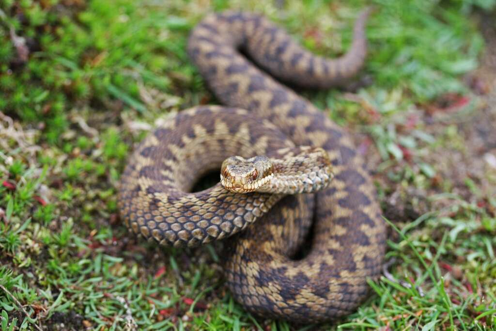 Image of Adder