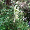 Слика од Aconitum lycoctonum subsp. vulparia (Rchb.) Nyman