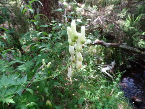 Слика од Aconitum lycoctonum subsp. vulparia (Rchb.) Nyman