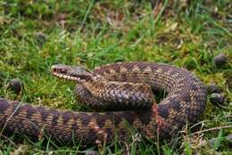 Image of Adder