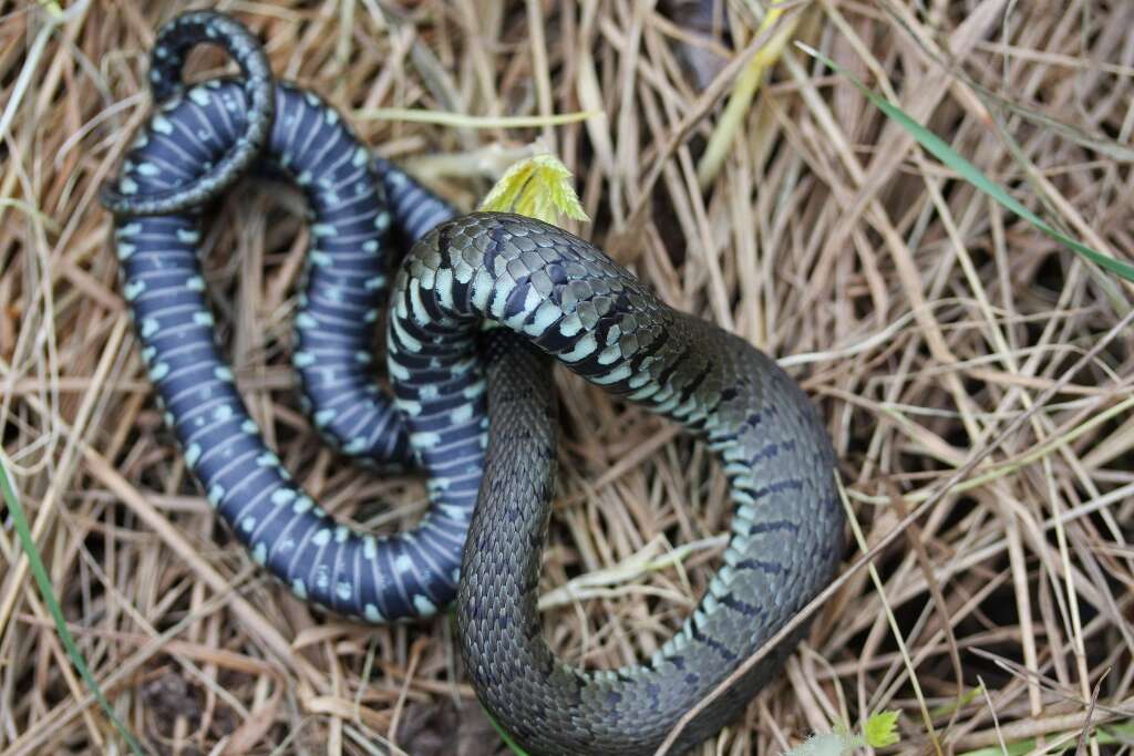 Image of Grass Snake