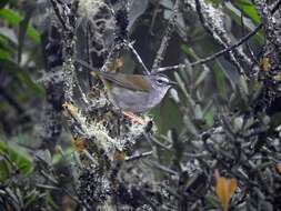 Слика од Myiothlypis leucoblephara (Vieillot 1817)