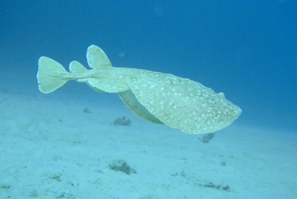 Image of Leopard Torpedo