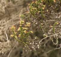 Слика од Erica caffrorum Bolus