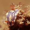 Image of Hypselodoris zephyra Gosliner & R. F. Johnson 1999