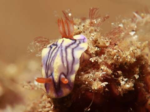 Image of Hypselodoris zephyra Gosliner & R. F. Johnson 1999