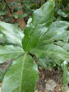 Image of Capparis henryi Matsum.