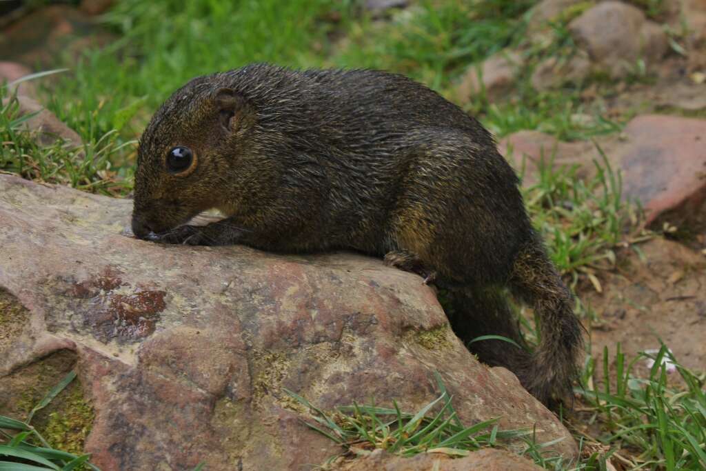 Image of Bornean Mountain Ground Squirrel