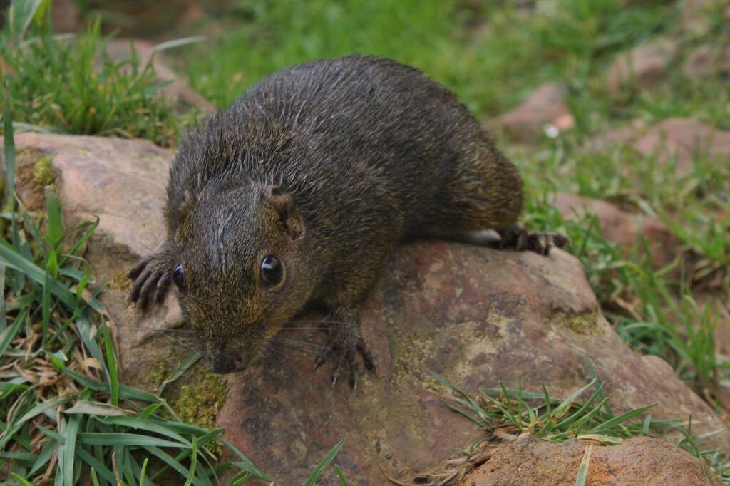 Image of Bornean Mountain Ground Squirrel