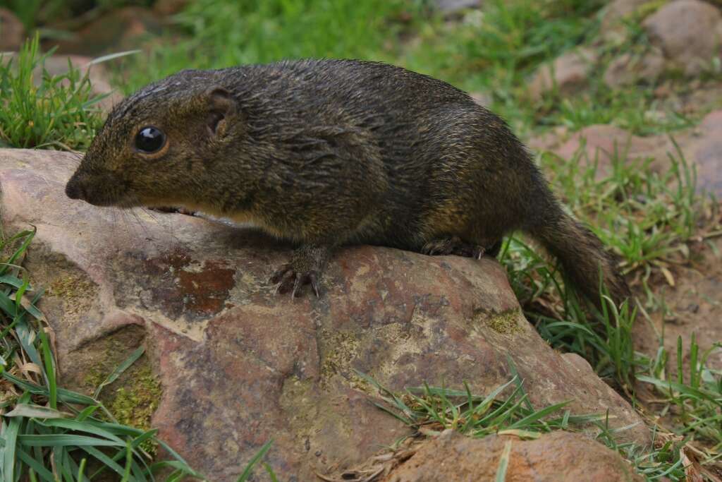 Image of Bornean Mountain Ground Squirrel