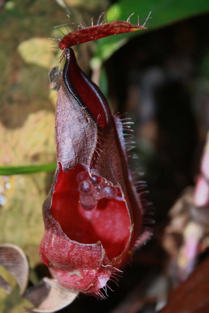 Слика од Nepenthes tentaculata Hook. fil.