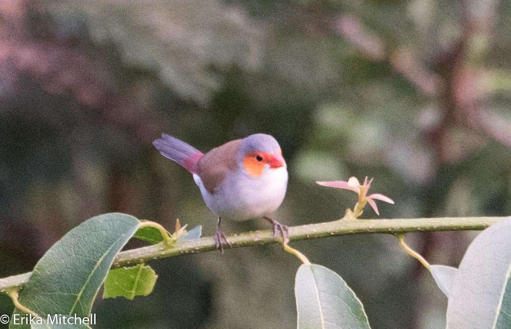 Image of Orange-cheeked Waxbill